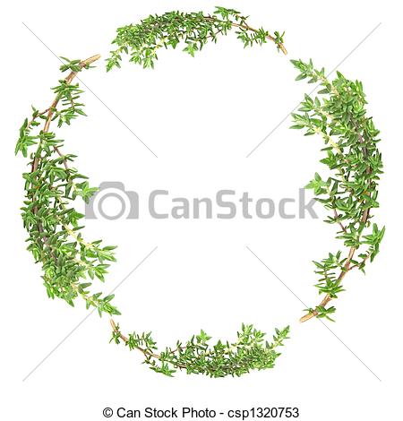 Stock Photos Of Garland Of Thyme   Garland Of Thyme Herb Leaf Sprigs    