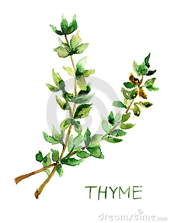 Thyme Clipart   