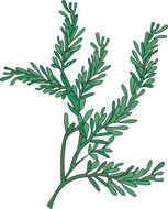 Thyme Clipart Click To View