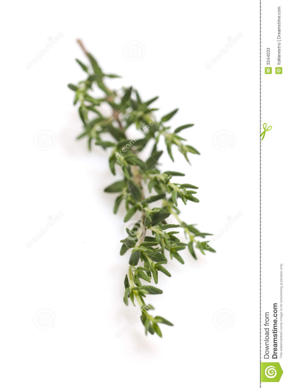 Thyme Clipart Fresh Thyme Branch 1