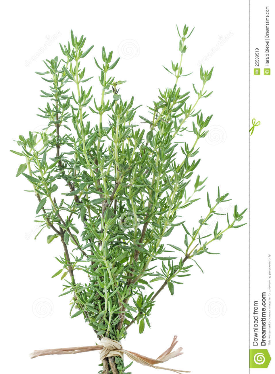 Thyme Clipart Fresh Thyme Herb On White