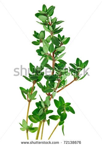 Thyme Clipart   