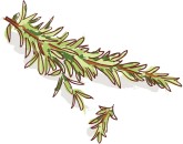 Thyme Clipart Rosemary Clipart