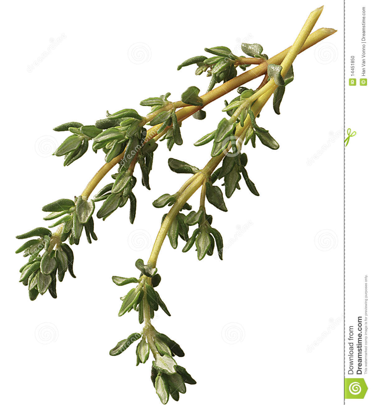 Thyme Clipart Sprig Of Thyme Isolated On A