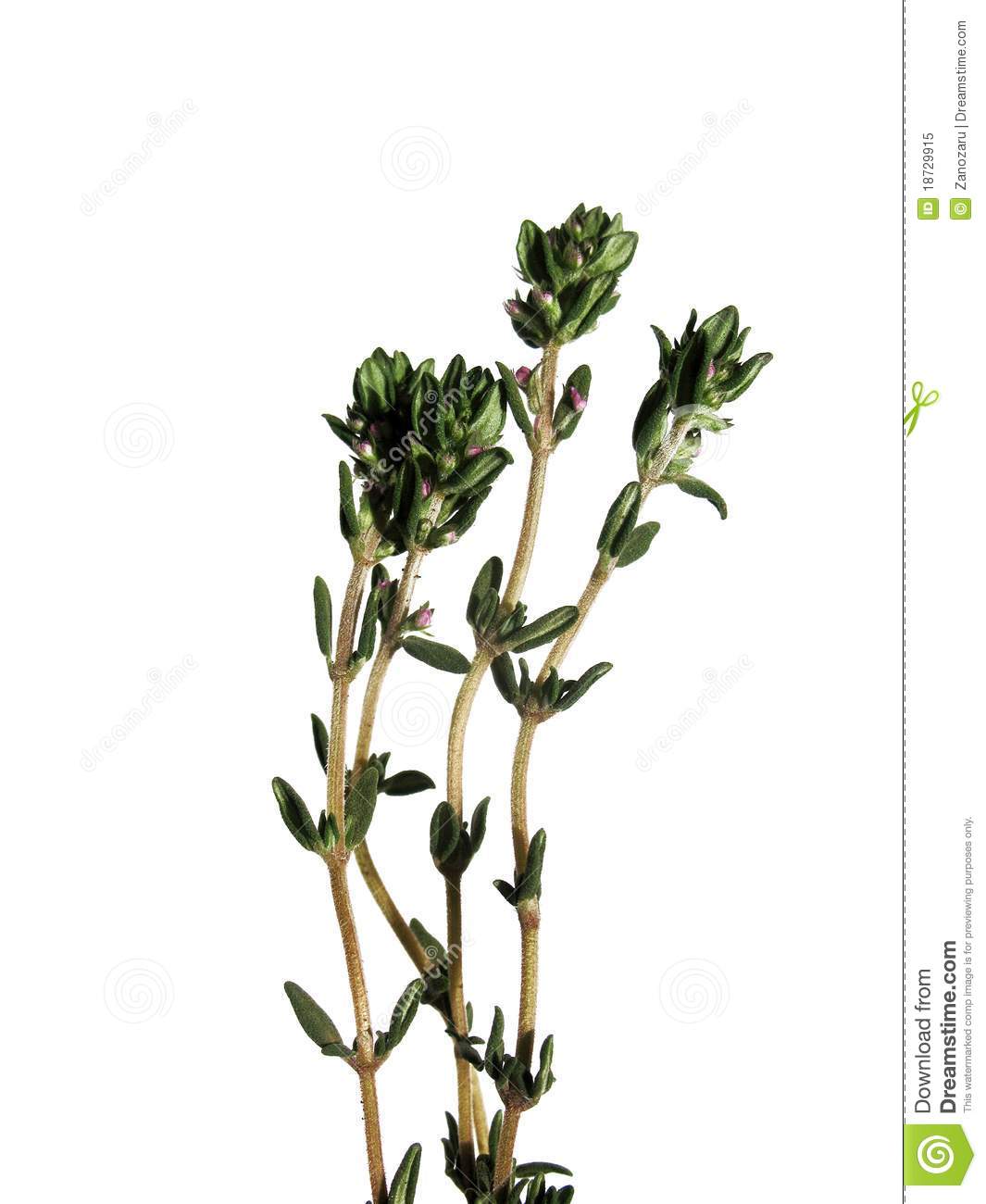 Thyme Clipart Thyme Sprigs On A White