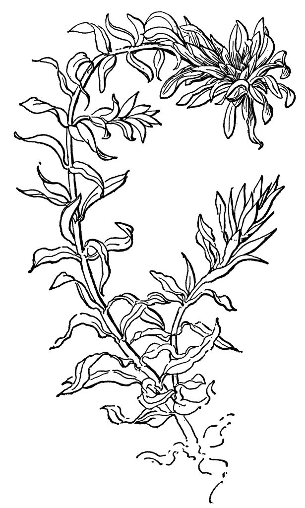 Water Thyme   Clipart Etc