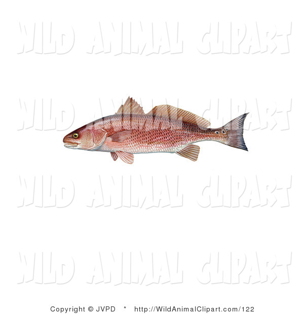 Clip Art Of A Red Drum Fish  Sciaenops Ocellata  Swimming Left By Jvpd