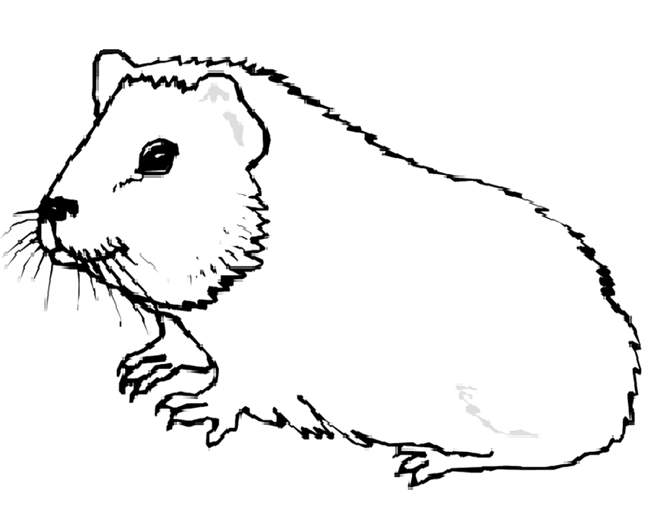 Guinea Pig Clip Art Guinea Pig Animals Coloring Pages 1 Gif