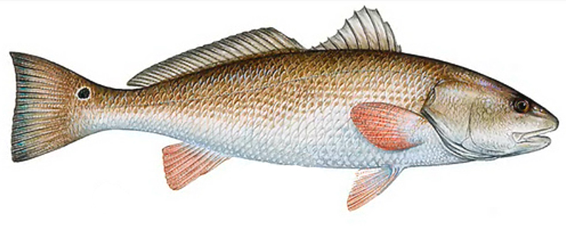 Surf Fishing Report  Red Drum Bite Hits Avalon Shores