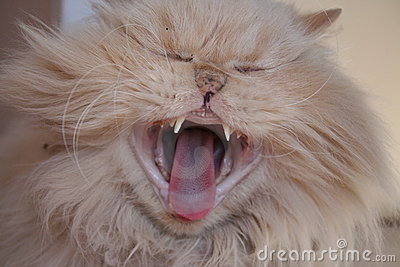 Crazy Cat Yawn Royalty Free Stock Photo   Image  4414065
