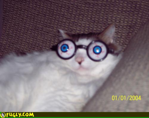 Eyes Cat Crazy Eyes Cat Previous Comment Tweet Next Page