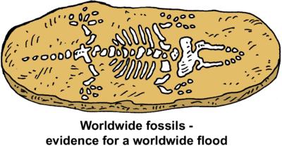 Fossil Evidence Clipart These Fossils Are One Among Many Of Evidences    