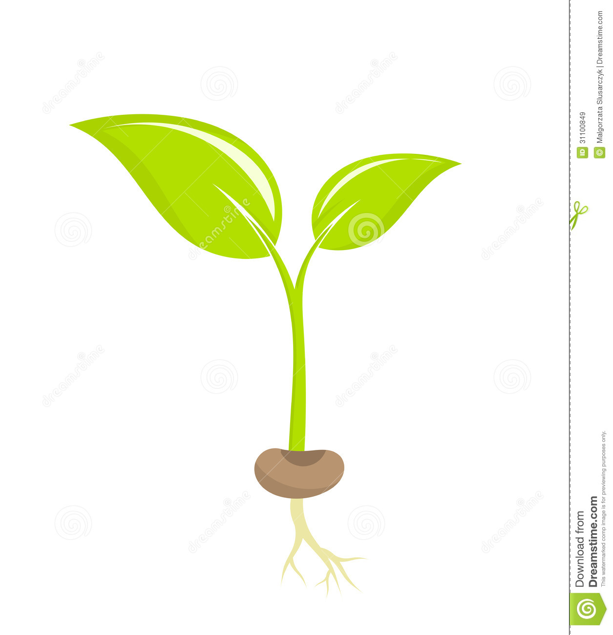 Plant Seedling Royalty Free Stock Images   Image  31100849