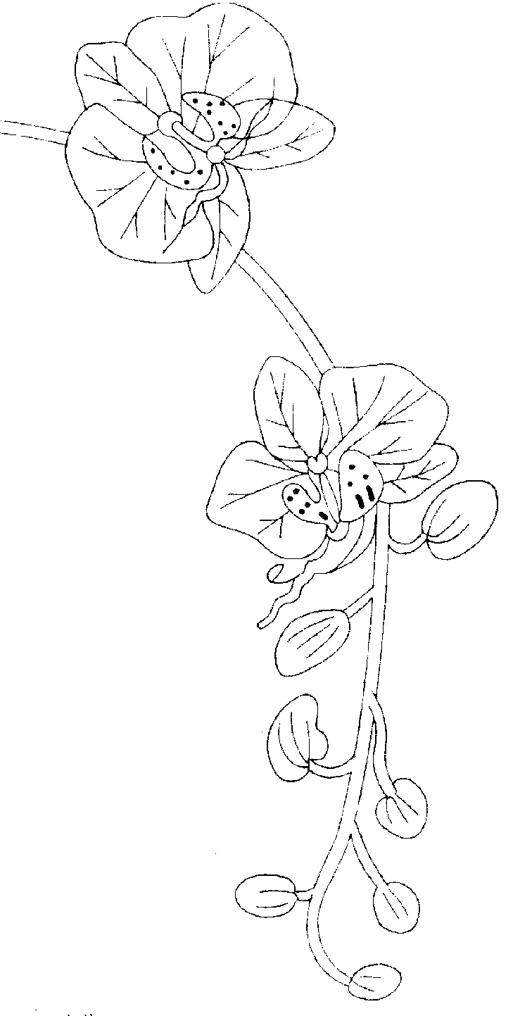 All Cliparts  Orchid Clipart
