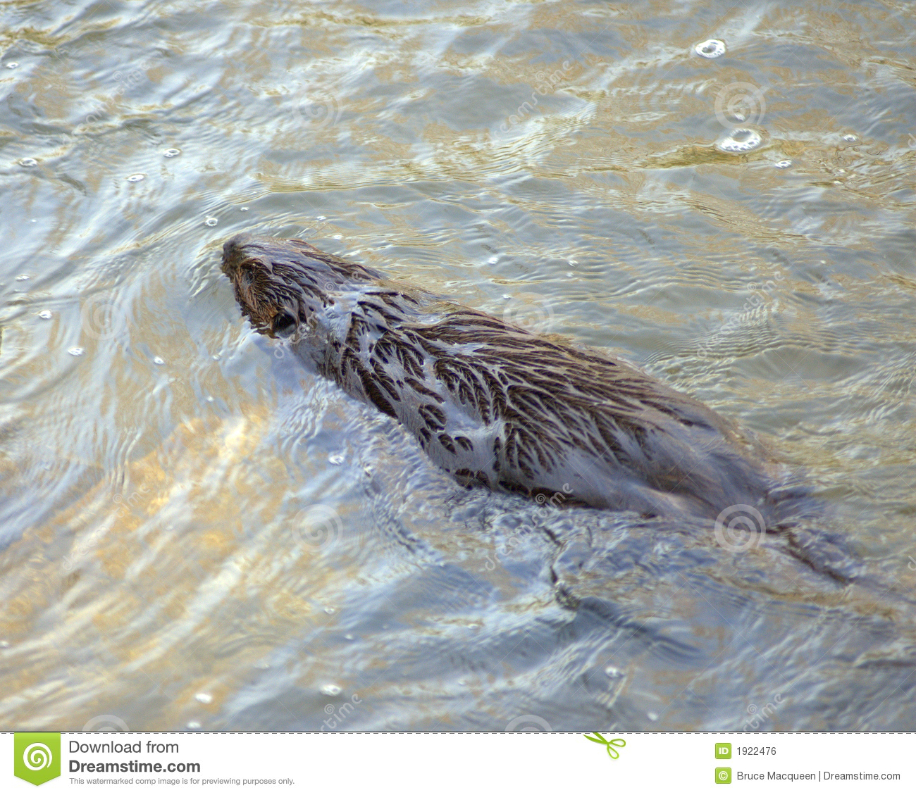 Beaver Swimming In A Stream