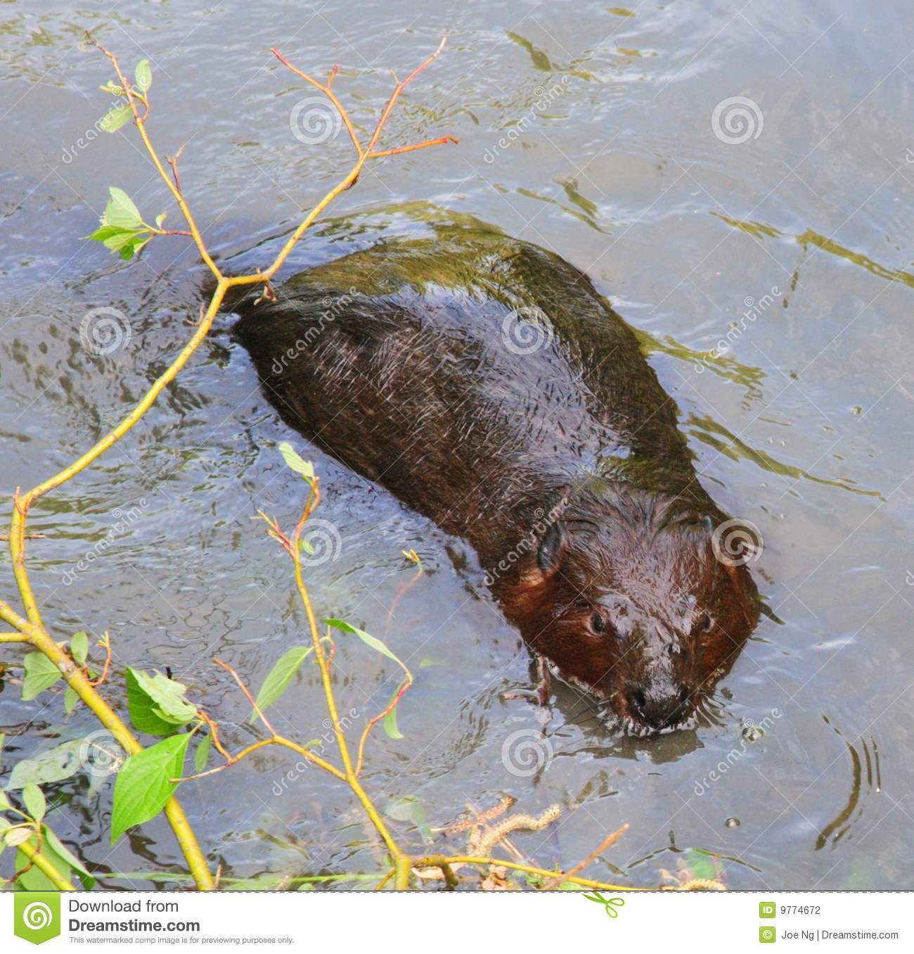 Beaver Swimming In Water 2 Stock Photography   Image  9774672