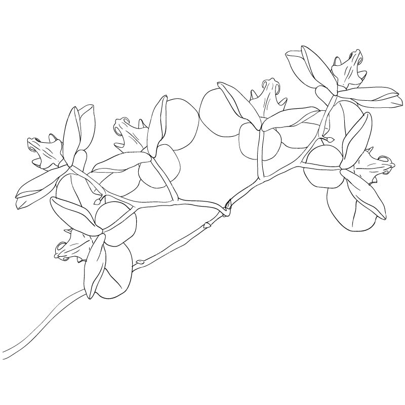 Clipart Orchid Flowers Sketch Style   Royalty Free Vector Design