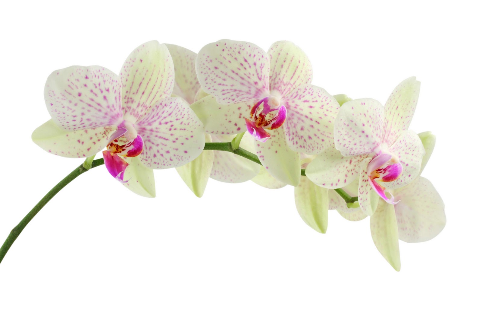 Flowers For Flower Lovers   Orchid Flowers