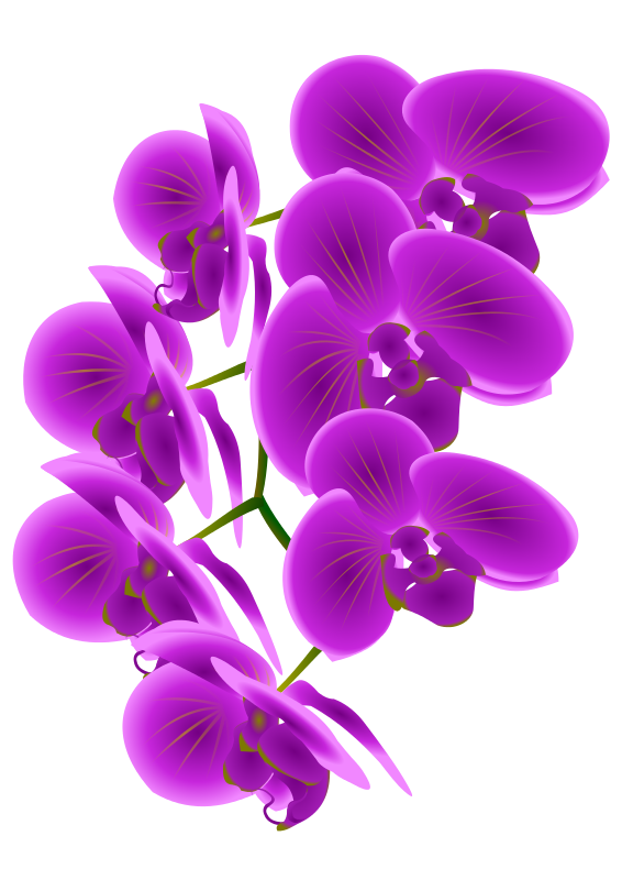 Free To Use   Public Domain Orchid Flower Clip Art