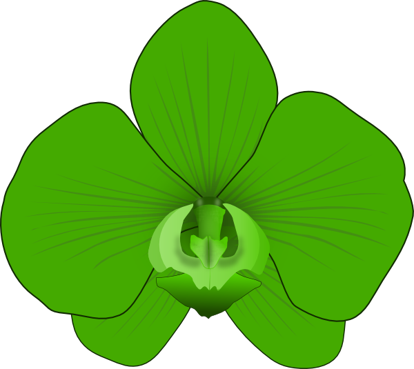 Green Orchid Clip Art At Clker Com   Vector Clip Art Online Royalty