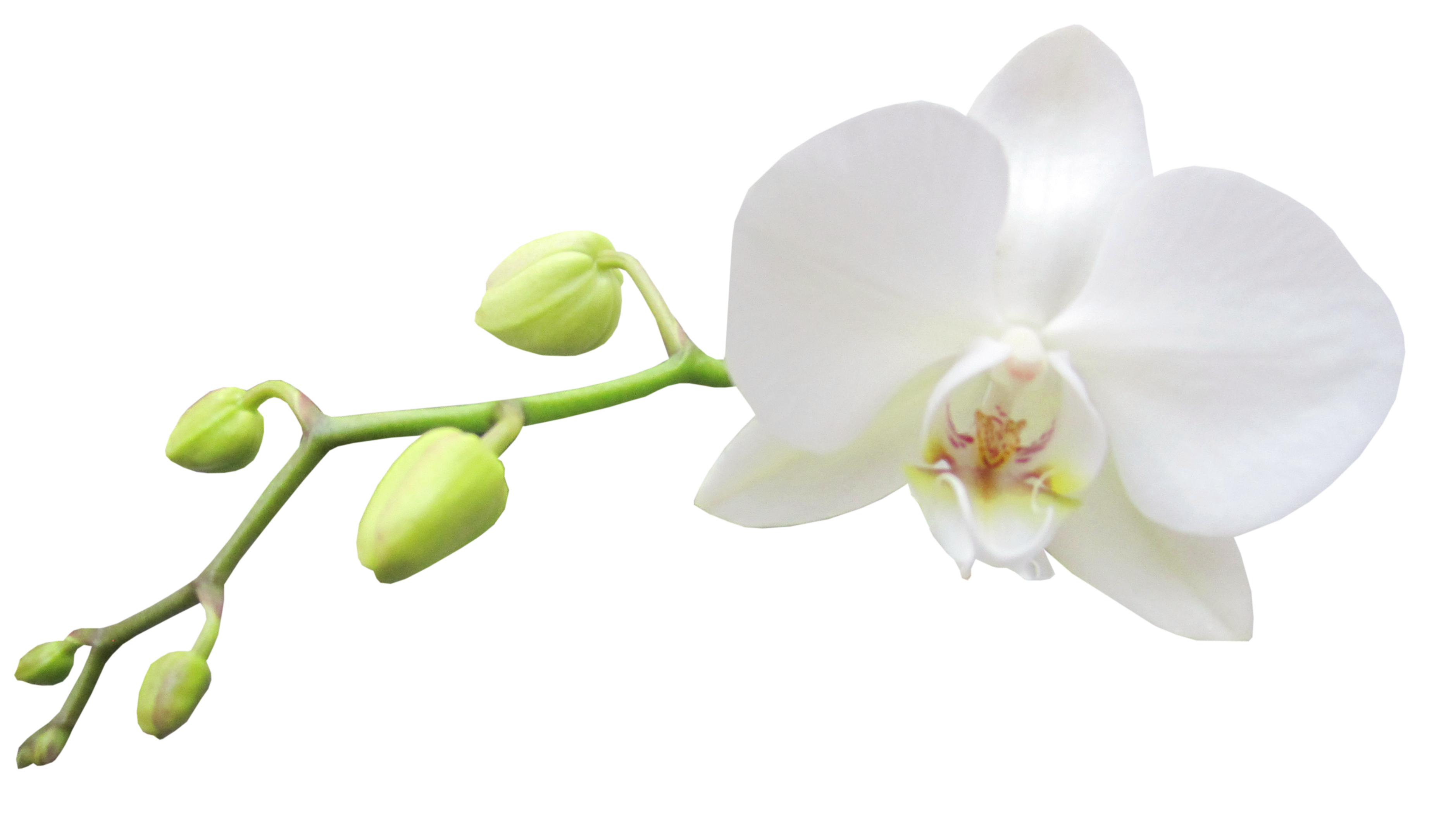 Large Transparent White Orchid Clipart