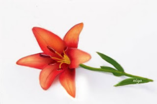 Orange Orchid   Free Images At Clker Com   Vector Clip Art Online