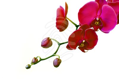 Orchid Clipart Stock Photos Pink Orchids Anniversary 12191271 Jpg
