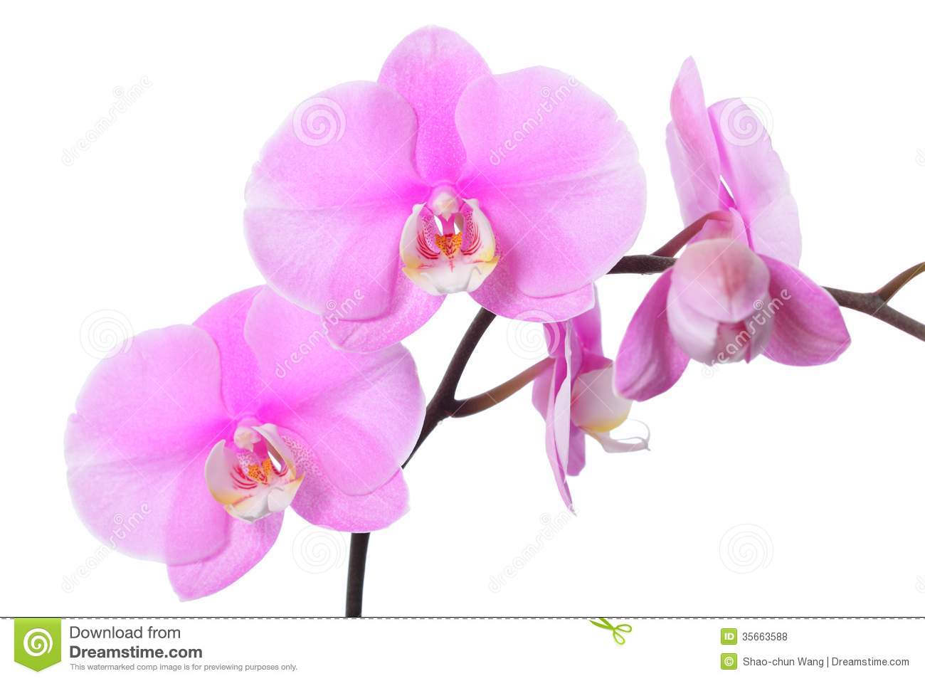 Orchid Flower Royalty Free Stock Photos   Image  35663588