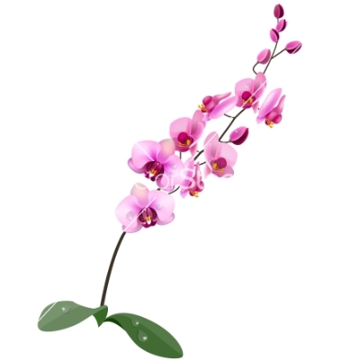 Wallpapers Pink Orchid Clipart