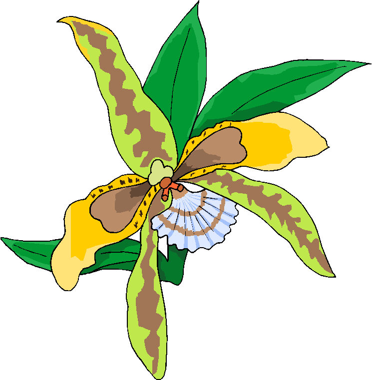 Yellow Orchid Flower Clipart   Free Microsoft Clipart
