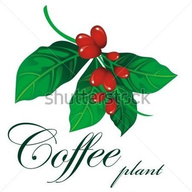 Branch Of Coffee Plant Stock Vector   Clipart Me