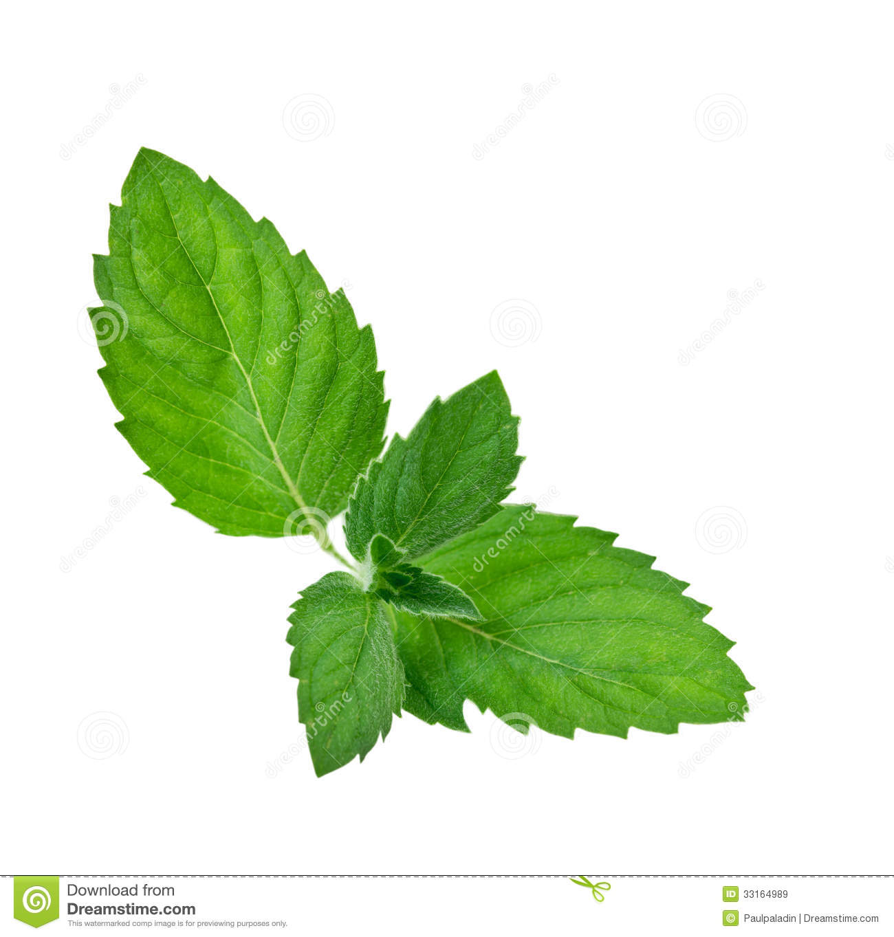 Green Mint Leaf Royalty Free Stock Images   Image  33164989