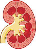 Human Kidney Medicine Anatomy   Royalty Free Clip Art