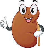 Kidney Kidney Cancer Kidney Mascot Healthy Kidney Mascot Human Kidney    