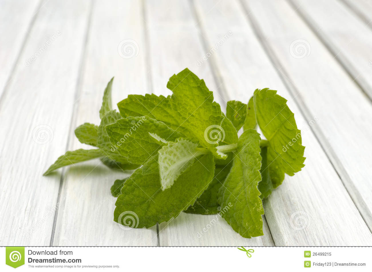 Mint Leaf Royalty Free Stock Photo   Image  26499215
