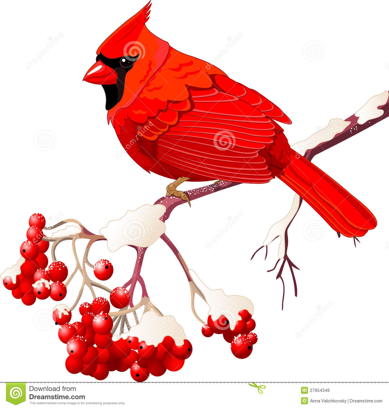 Red Cardinal Bird Royalty Free Stock Image   Image  27954346