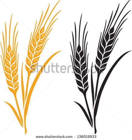 Stock Vector Ears Of Wheat Barley Or Rye Vector Visual Graphic Icons    