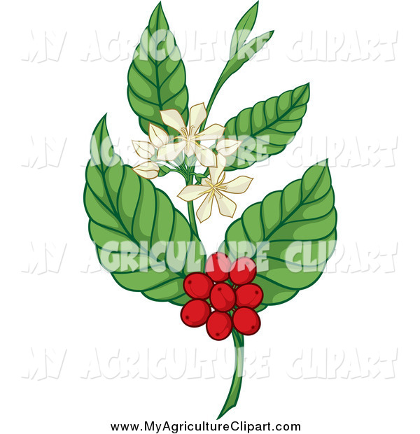 Vector Agriculture Clipart Of A Coffee Plant With Berries And Blossoms
