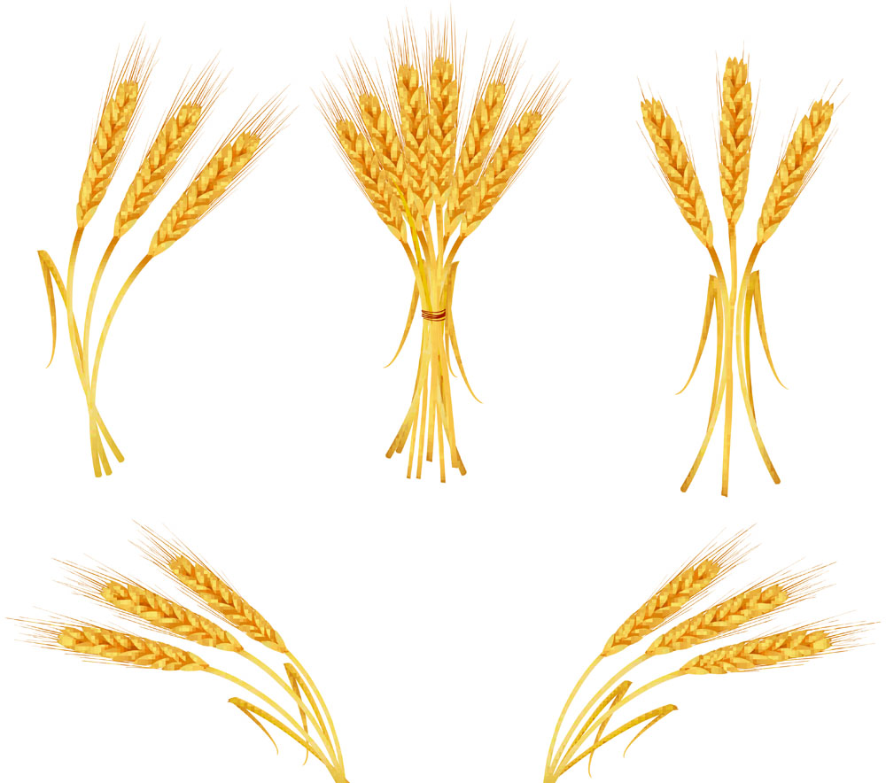 Vector Wheat   Wheat Free Vectors Download