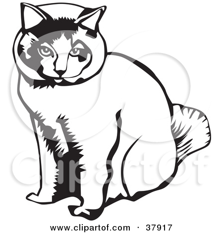     Black And White Outline Of An American Bobtail Cat S Face By David Rey