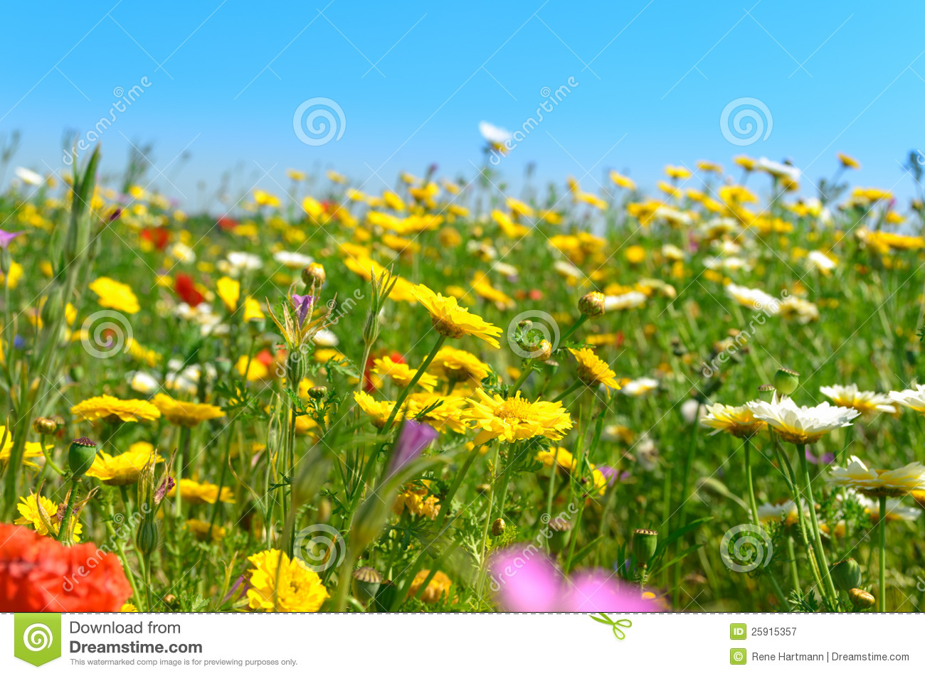 Field Of Wildflowers Clipart Sunny Field Of Wild Flowers