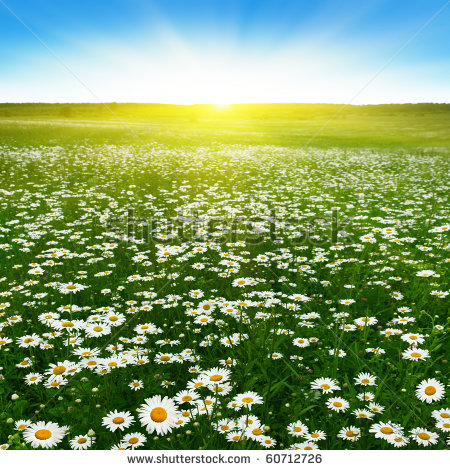 Flower Field And Blue Sky With Sun  Stock Photo 60712726