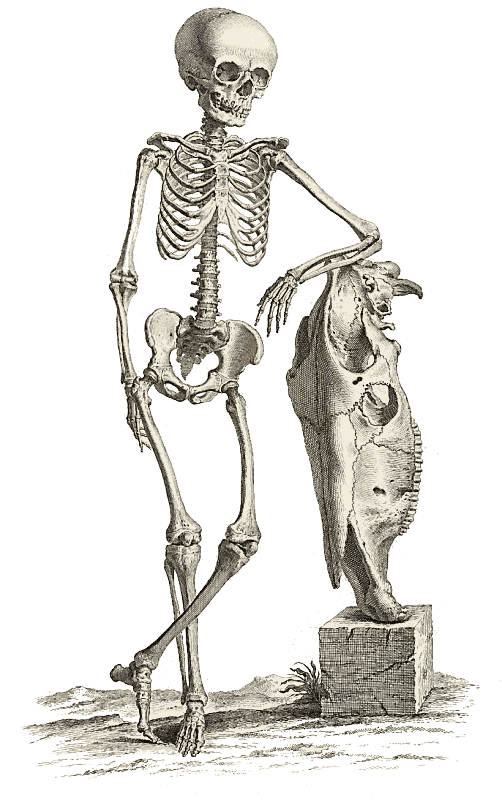 Free Clipart Of Skeleton Clipart Of A Standing Full Skeleton Crossing