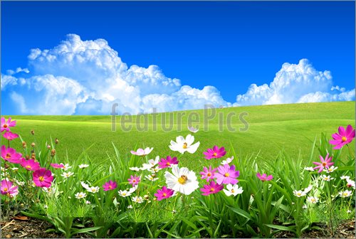 Illustration Of Field Flowers  Clip Art To Download At Featurepics Com