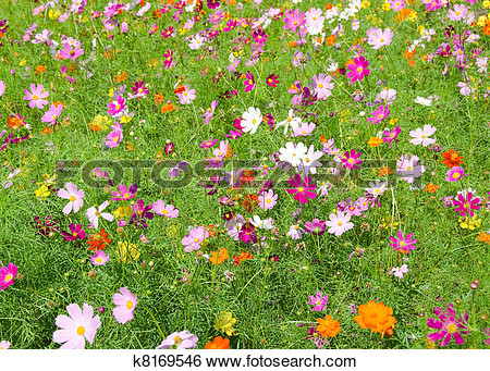 Stock Images Of A Field Of Cosmos Flowers K8169546   Search Stock    