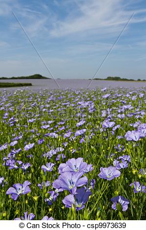 Stock Photographs Of Field Of Linseed Or Flax In Flower   Field Of