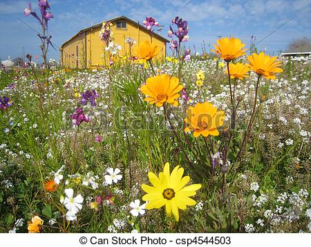 Stock Photos Of Texas Flowers   A Field Of Flowers Highlight An Old    