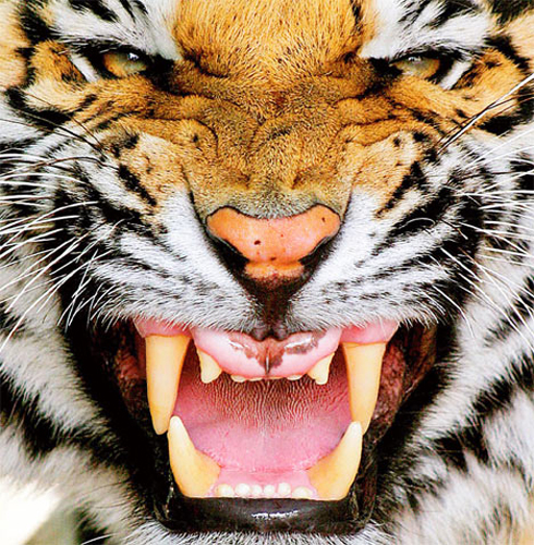 10 Interesting Tiger Facts   In Fact Collaborative