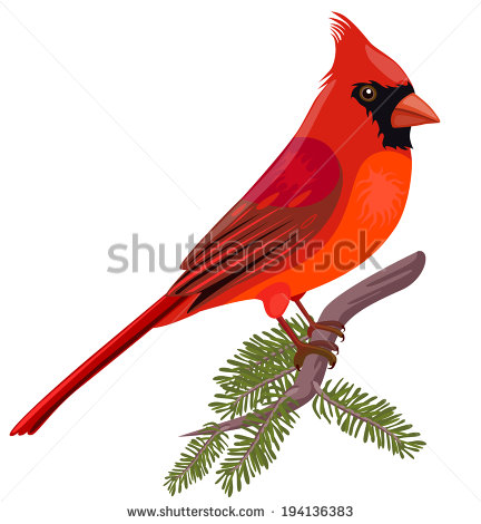 Cardinals Stock Photos Images   Pictures   Shutterstock