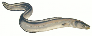 Conger Eel Clipart